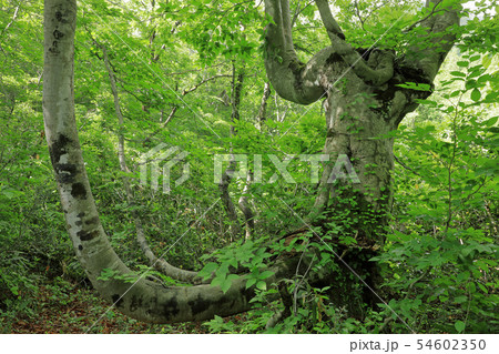 初夏のブナあがりこー真奈川 福島県只見町 初夏のブナあがりこー真奈川 福島県只見町 54602350