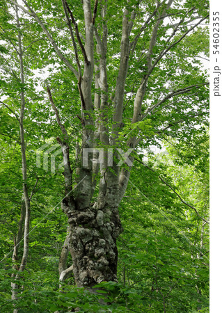 初夏のブナあがりこー真奈川　福島県只見町 54602355