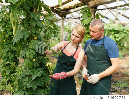 Two workers controlling growing of Momordica Two workers controlling growing of Momordica 54602781