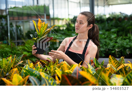 Woman florist satisfied with her dieffenbachia plants in greenhouse Woman florist satisfied with her dieffenbachia plants in greenhouse 54603527