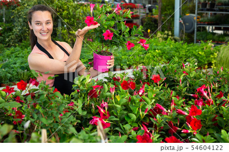 Portrait of joyful female florist with Dipladenia (Mandevilla) in hands on plantation in greenhouse 54604122