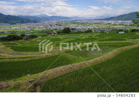 田植えが終わった姨捨の棚田 田植えが終わった姨捨の棚田 54604283