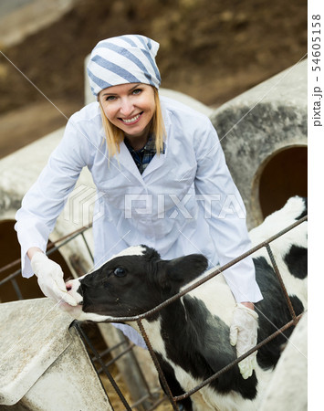 Vet taking care of newborn calf Vet taking care of newborn calf 54605158