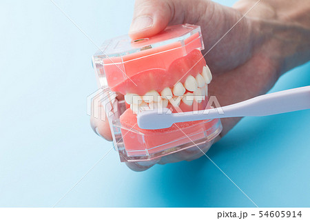 歯磨き指導 歯磨き指導 54605914