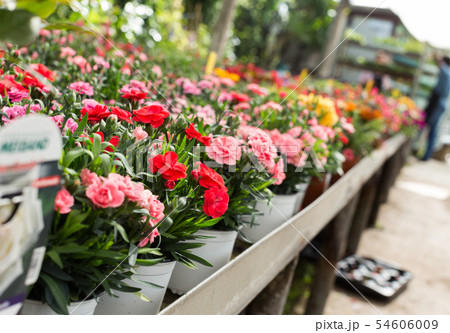 Flowers in greenhouse 54606009