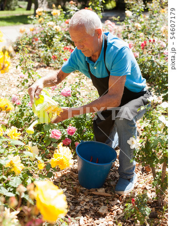 Man watering roses at flower bed Man watering roses at flower bed 54607179