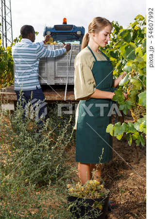Workers harvesting grapes at vineyard 54607992