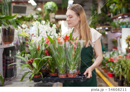 Flower shop seller holding bromeliad pots Flower shop seller holding bromeliad pots 54608211