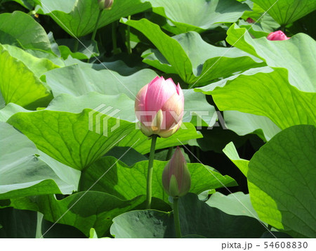 千葉公園のオオガハスの桃色の蕾 54608830
