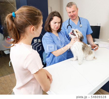 Two veterinarians inspecting dog 54609328