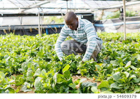 Farmer controlling process of growing of Malabar spinach Farmer controlling process of growing of Malabar spinach 54609379