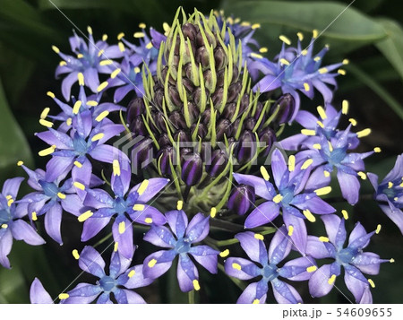 オオツルボ 54609655