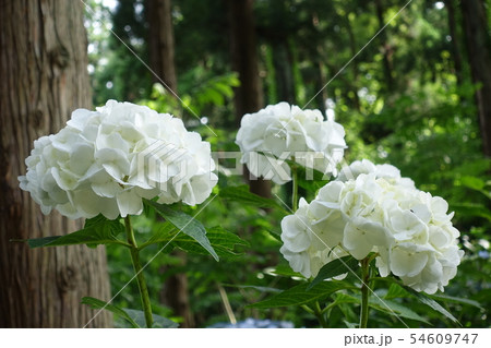 純白の紫陽花 54609747