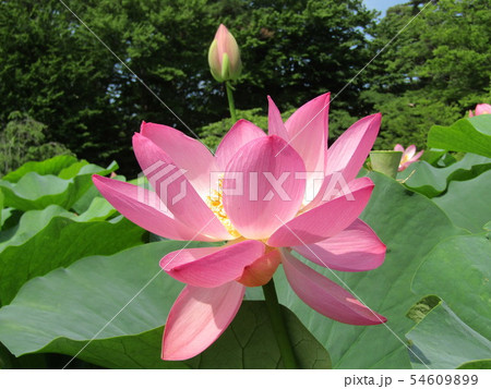 千葉公園のオオガハスの桃色の花 54609899