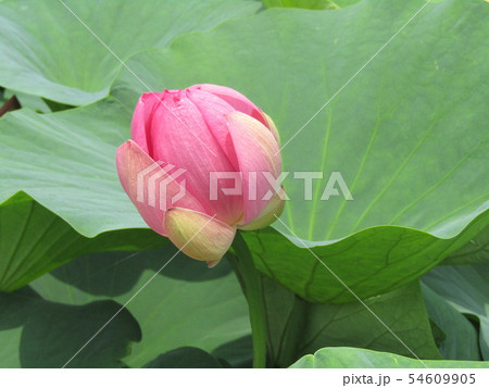 千葉公園のオオガハスの桃色の蕾 54609905