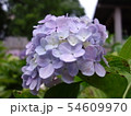 紫陽花の花 54609970