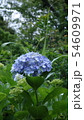 あじさいの花 54609971