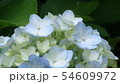 アジサイの花 54609972