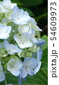 紫陽花の花 54609973