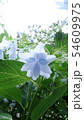 紫陽花の花 54609975
