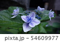 アジサイの花 54609977