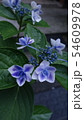 紫陽花の花 54609978