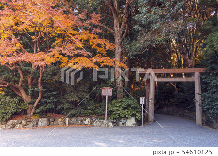 秋の伊勢神宮　紅葉の月読宮　もみじと鳥居　伊勢志摩観光 54610125