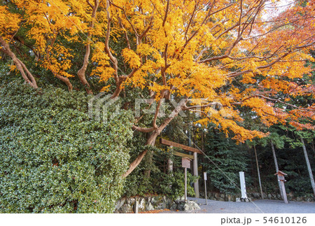 秋の伊勢神宮　紅葉の月読宮　もみじと鳥居　伊勢志摩観光 54610126