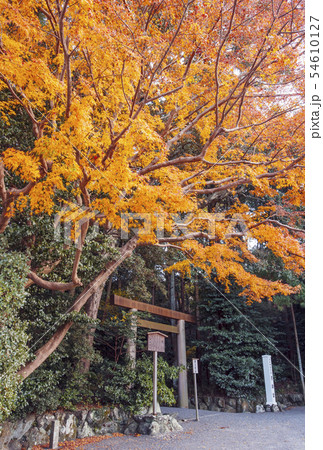 秋の伊勢神宮 紅葉の月読宮 もみじと鳥居 伊勢志摩観光 秋の伊勢神宮 紅葉の月読宮 もみじと鳥居 伊勢志摩観光 54610127