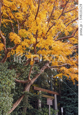 秋の伊勢神宮 紅葉の月読宮 もみじと鳥居 伊勢志摩観光 秋の伊勢神宮 紅葉の月読宮 もみじと鳥居 伊勢志摩観光 54610129