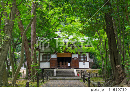 京都　地蔵院（竹の寺）の新緑　 54610750