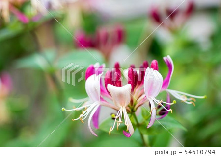 ハニーサックルの花 54610794