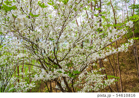 （栃木県）奥日光半月山登山道のシロヤシオ 54610816