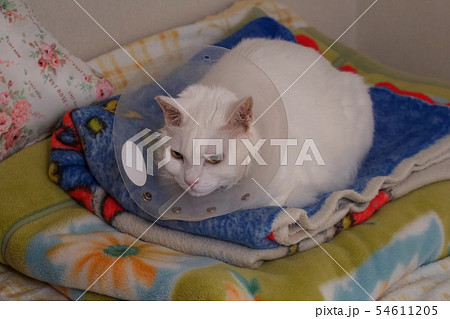 年老いた猫 年老いた猫 54611205
