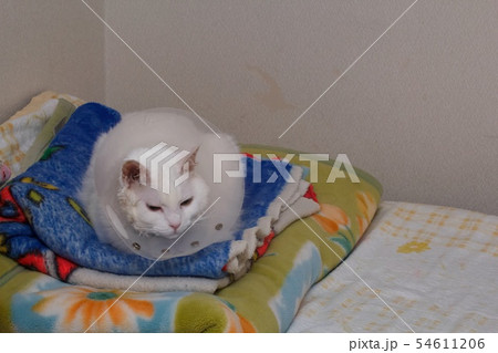 年老いた猫 年老いた猫 54611206