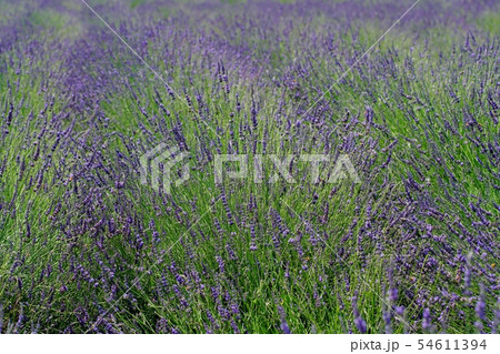 ラベンダー畑 ラベンダー畑 54611394