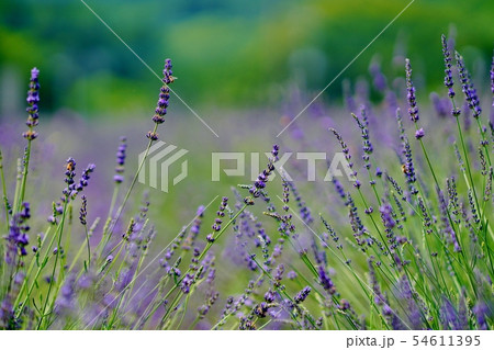 ラベンダー畑 ラベンダー畑 54611395