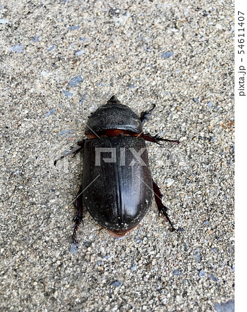 Coconut Rhinoceros Beetle 54611407