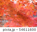 京都　二尊院の紅葉 54611600