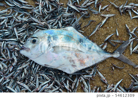 Fish from above Fish from above 54612309