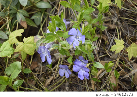 Spring perennial carpeted flowers, periwinkle with 54612572