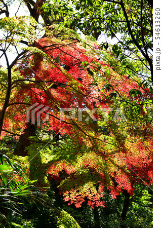 色鮮やかな深大寺の紅葉 54613260