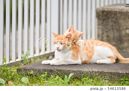 親子猫の写真素材