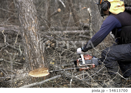 伐採 54613700