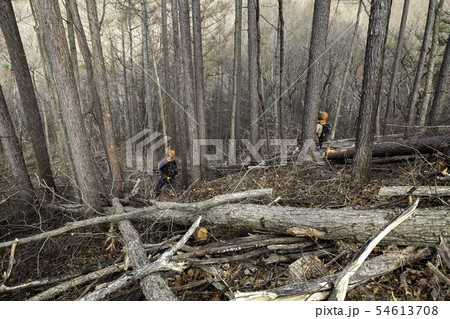 間伐 間伐 54613708