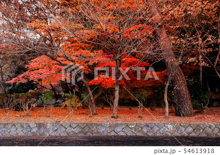 Red autumn maple tree leaves at Morioka Hachimangu 54613918