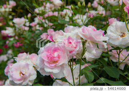 ピンクの薔薇　美しいばら、綺麗なバラ、華やかな薔薇、春の花、庭園、薔薇の花、バラ、 54614000