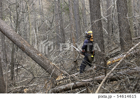 間伐 間伐 54614615