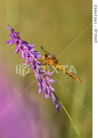 Keeled skimmer (Orthetrum coerulescens) Keeled skimmer (Orthetrum coerulescens) 54614663