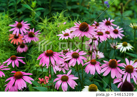 ムラサキバレンギク 54615209